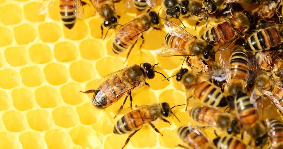 météo et apiculture