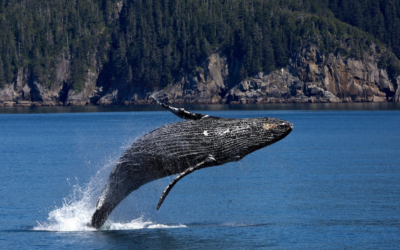 L’alimentation de base de la baleine est le krill