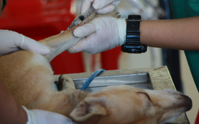 Qu’est-ce que la maladie du coussinet chez le chien ?