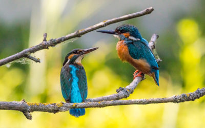 Qu’est-ce qu’un Martin-Pêcheur ?