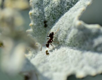 Les essentiels à savoir pour commencer son élevage de fourmis