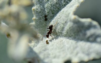 Les essentiels à savoir pour commencer son élevage de fourmis