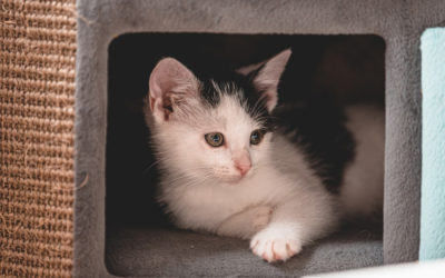 Comment choisir une litière pour son chat ?
