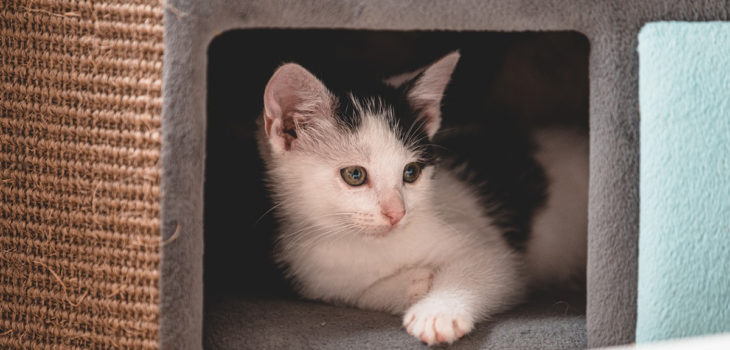 choisir litiere pour chat