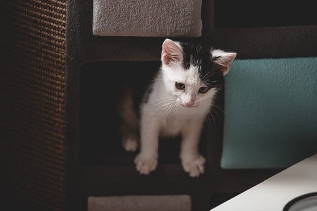taille litiere chat