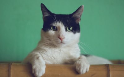 Pourquoi devriez-vous acheter un coussin apaisant pour chat en 2023