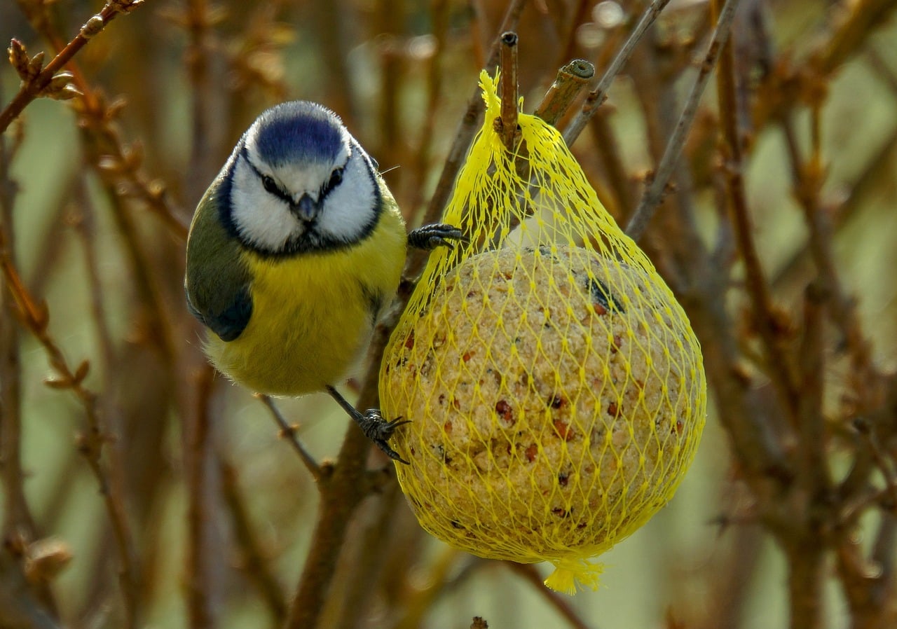 boules de graisse pour les oiseaux