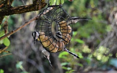 Comment fabriquer des boules de graisse pour les oiseaux ?