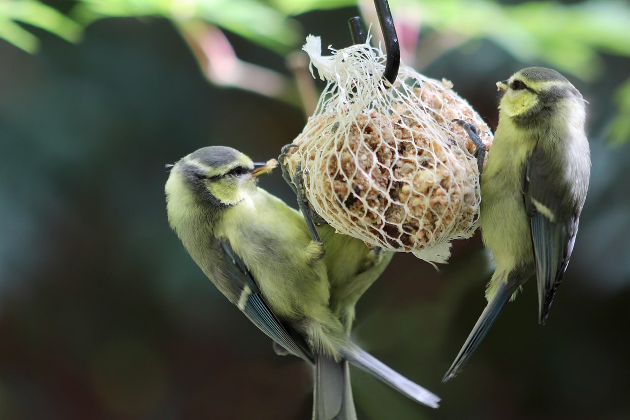 boules de graisse pour oiseau