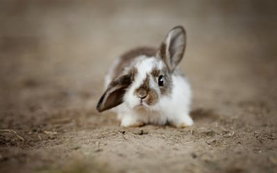 Comment couper les ongles d’un lapin ?