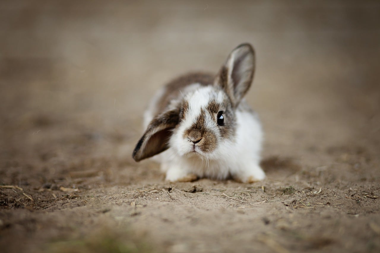 comment couper les ongles d un lapin