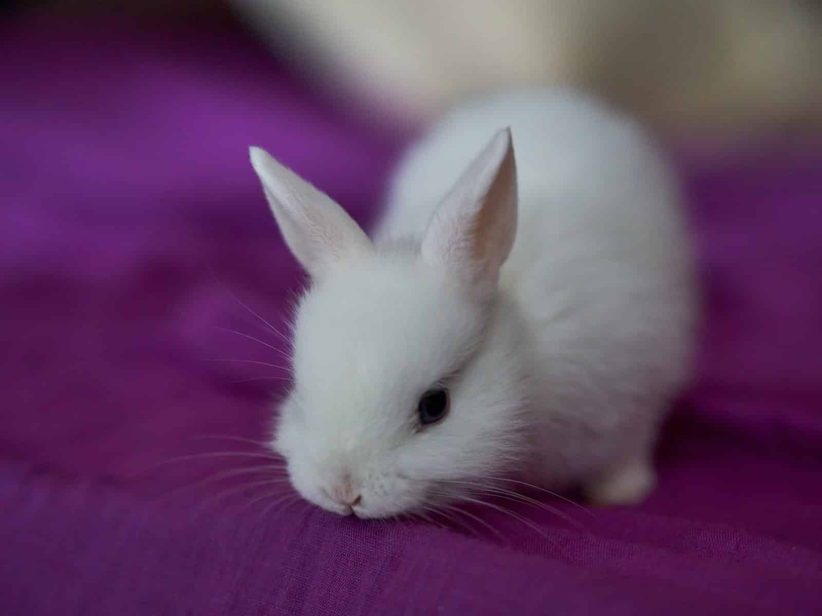 comment couper les ongles d'un lapin