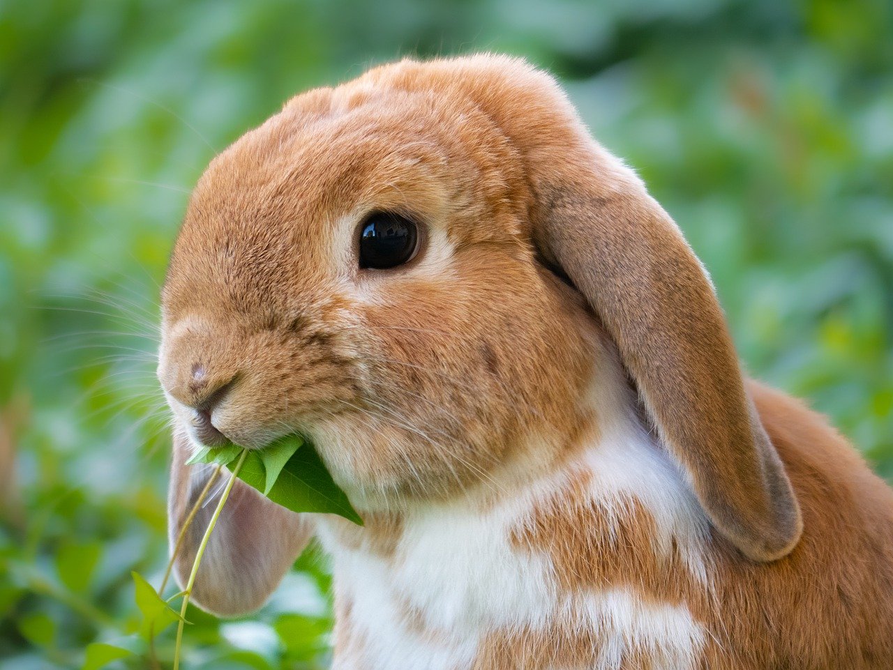 comment couper les ongles d'un lapin