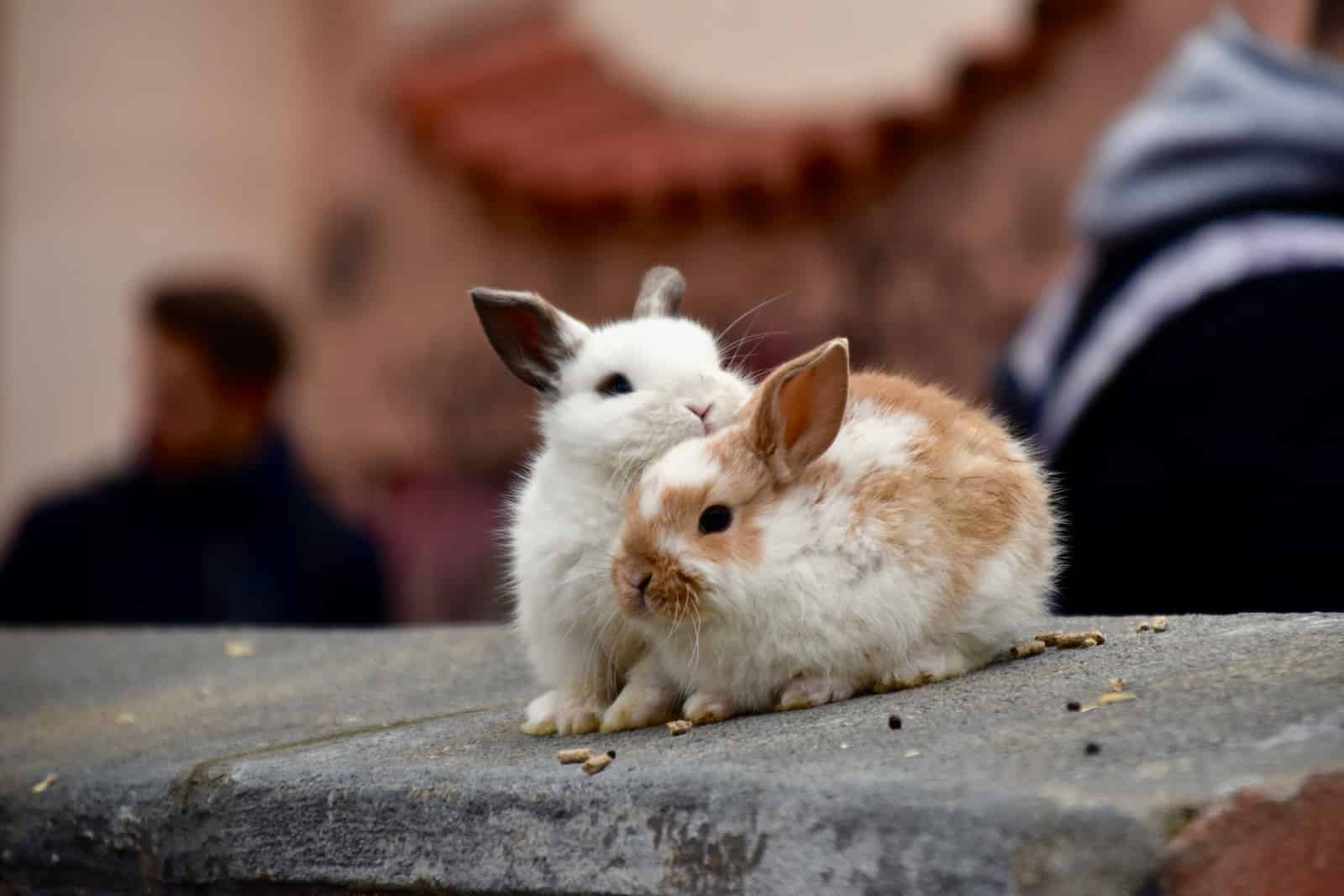 comment rafraichir son lapin