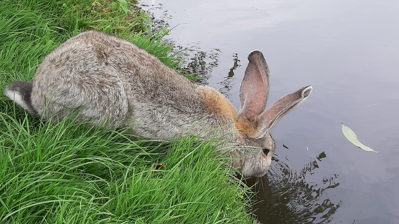 comment rafraichir son lapin