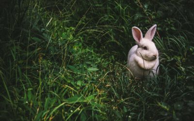 Comment rafraichir son lapin ?