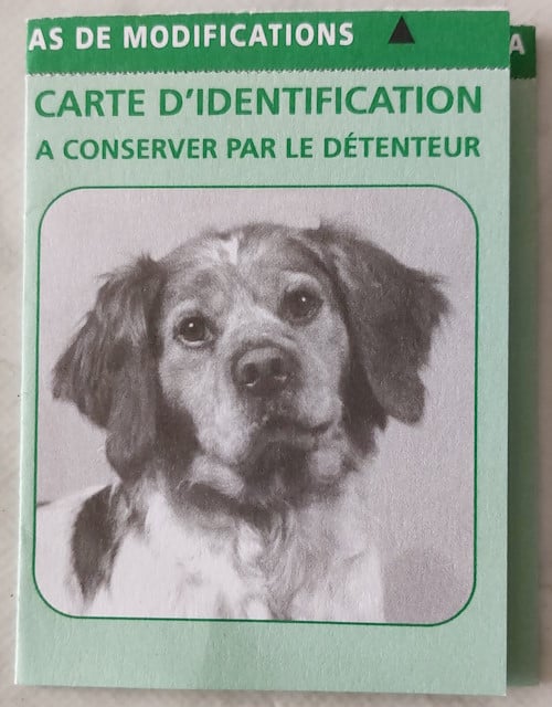 carte d'identité du chien