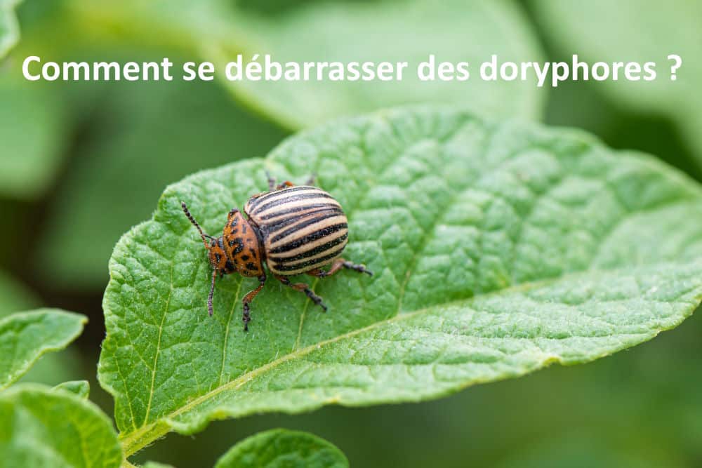 comment se débarrasser des doryphores