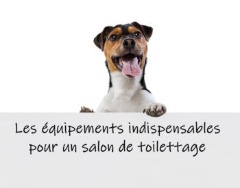 Les équipements indispensables dans un salon de toilettage