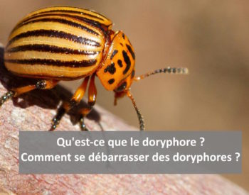 Qu’est-ce qu’un doryphore, comment se débarrasser des doryphores ?