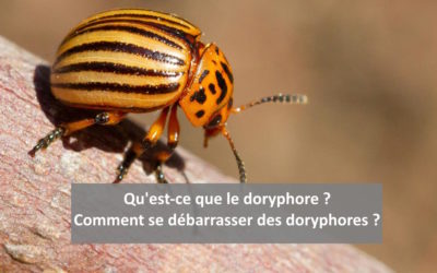 Qu’est-ce qu’un doryphore, comment se débarrasser des doryphores ?