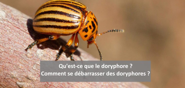 qu'est-ce que le doryphore