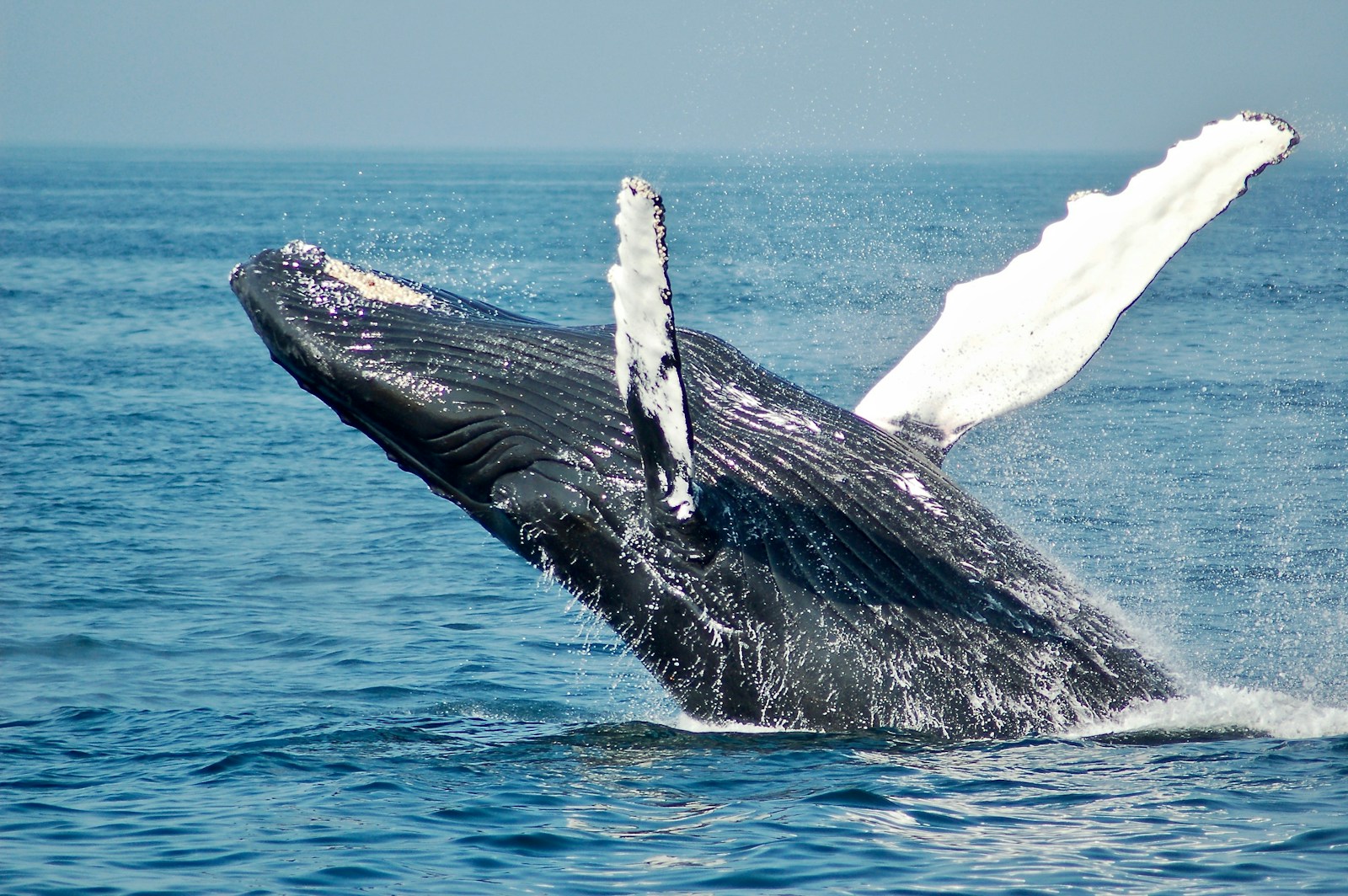 Une baleine