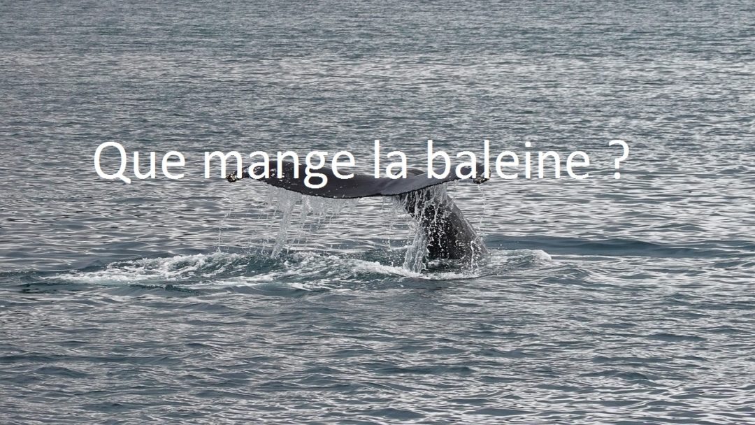Que mange la baleine ? Son alimentation Blog Animal