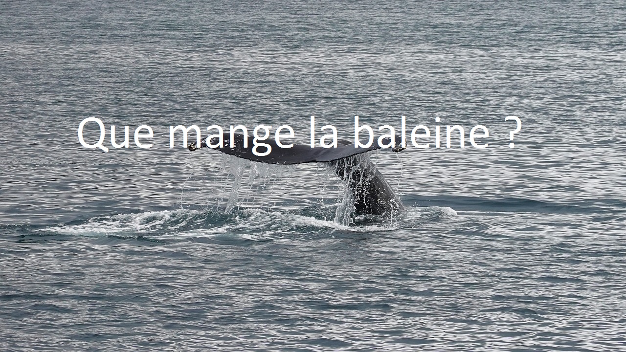 que mange la baleine