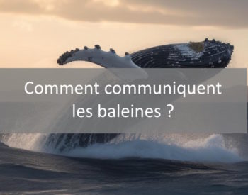 Communication baleine, ultrason ou infrason ? Comment communiquent les baleines ?