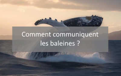 Communication baleine, ultrason ou infrason ? Comment communiquent les baleines ?