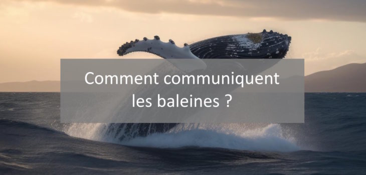 communication baleine