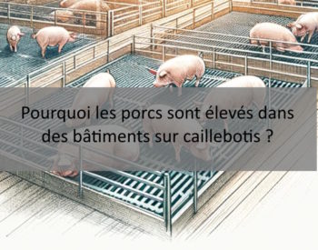 Pourquoi les porcs sont élevés dans des bâtiments sur caillebotis ?