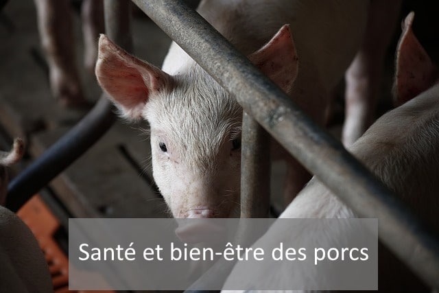 santé bien-être des porcs