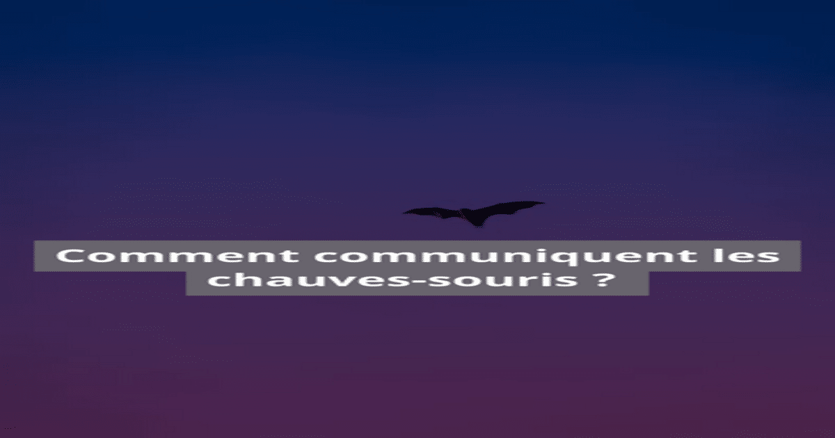 comment communiquent les chauves-souris ?