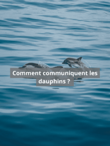 comment communiquent les dauphins ? 
