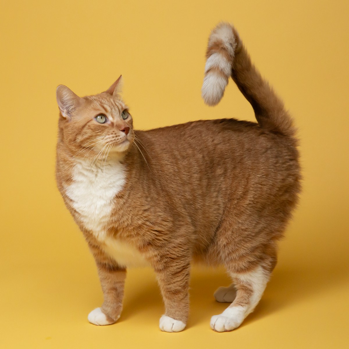 plusieurs solutions sont possibles pour réduire le miaulement du chat