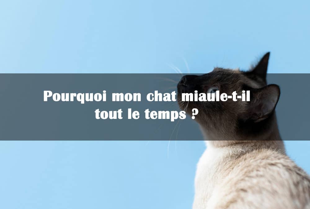 pourquoi mon chat miaule tout le temps