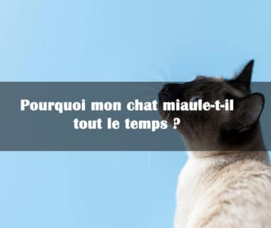 pourquoi mon chat miaule tout le temps