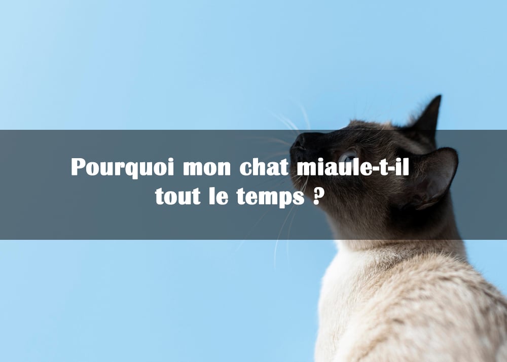 Pourquoi mon chat miauletil tout le temps ? Blog Animal
