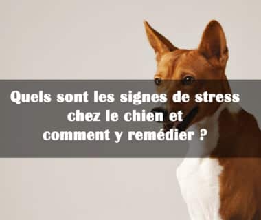 signes de stress chez le chien et remede