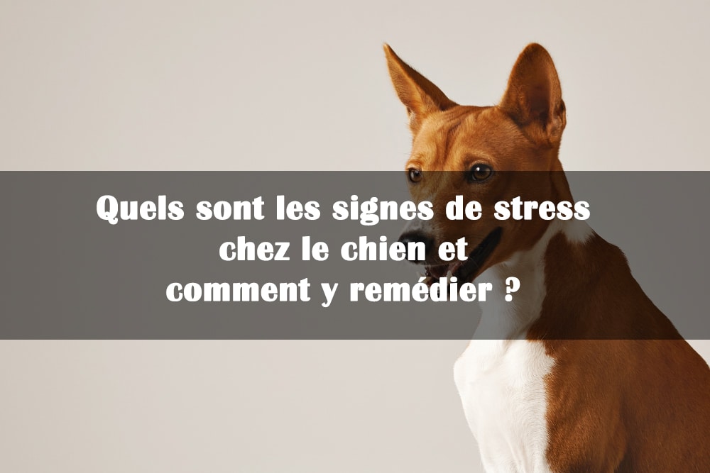 signes de stress chez le chien et remede