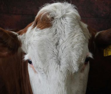 vache laitiere