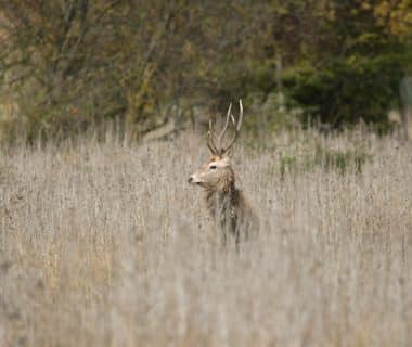 cerf