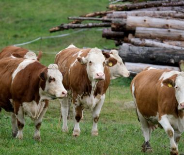 découvrez les meilleures pratiques en matière de nutrition pour le bétail laitier, afin d'optimiser la production de lait et garantir la santé de vos vaches. apprenez les éléments nutritifs essentiels et les régimes alimentaires adaptés pour améliorer le rendement et la qualité de votre exploitation laitière.