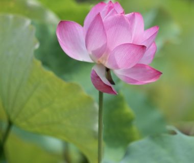 découvrez la viabilité des graines de lotus, un sujet fascinant qui explore les conditions de germination, la durabilité des semences et les applications dans l'agriculture et l'écologie. apprenez comment optimiser la croissance de cette plante magnifique et ses bienfaits pour l'environnement.