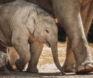découvrez l'univers fascinant des éléphants, ces majestueux géants de la savane. apprenez sur leur comportement, leur habitat, et les efforts de conservation pour protéger ces créatures emblématiques menacées par le braconnage et la perte d'habitat.