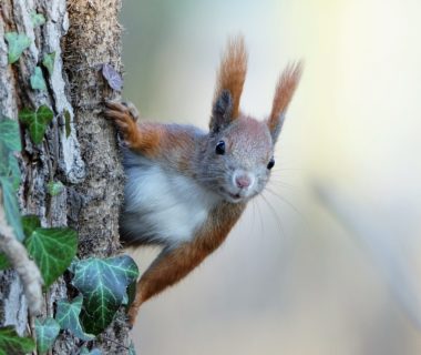 découvrez l'art de la photographie de la faune, où chaque cliché capture la beauté et la diversité des animaux dans leur habitat naturel. apprenez des techniques, inspirez-vous des professionnels et plongez dans l'univers fascinant de la nature.