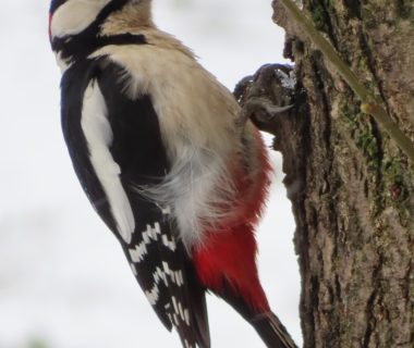 découvrez l'univers fascinant du pic, cet oiseau remarquable aux capacités uniques. apprenez-en davantage sur ses habitats, ses comportements et son rôle essentiel dans l'écosystème. plongez dans la vie des pics et admirez ces créatures majestueuses.