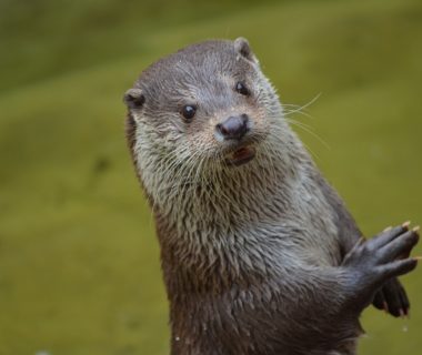 découvrez tout sur les loutres, ces adorables mammifères aquatiques. apprenez leurs comportements, habitats et les efforts de conservation pour sauver ces créatures malignes et pleines de vie.